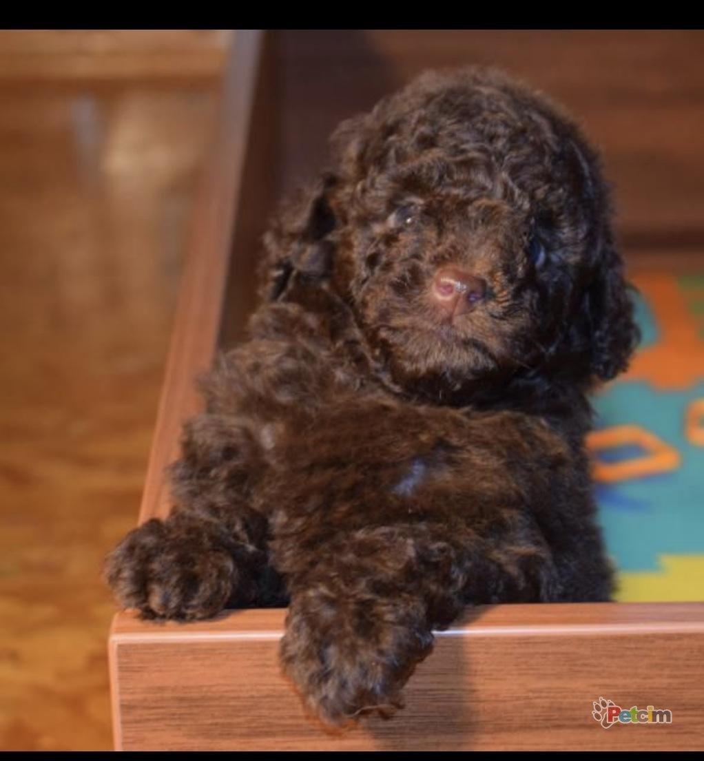 Пудель мини той шоколадный