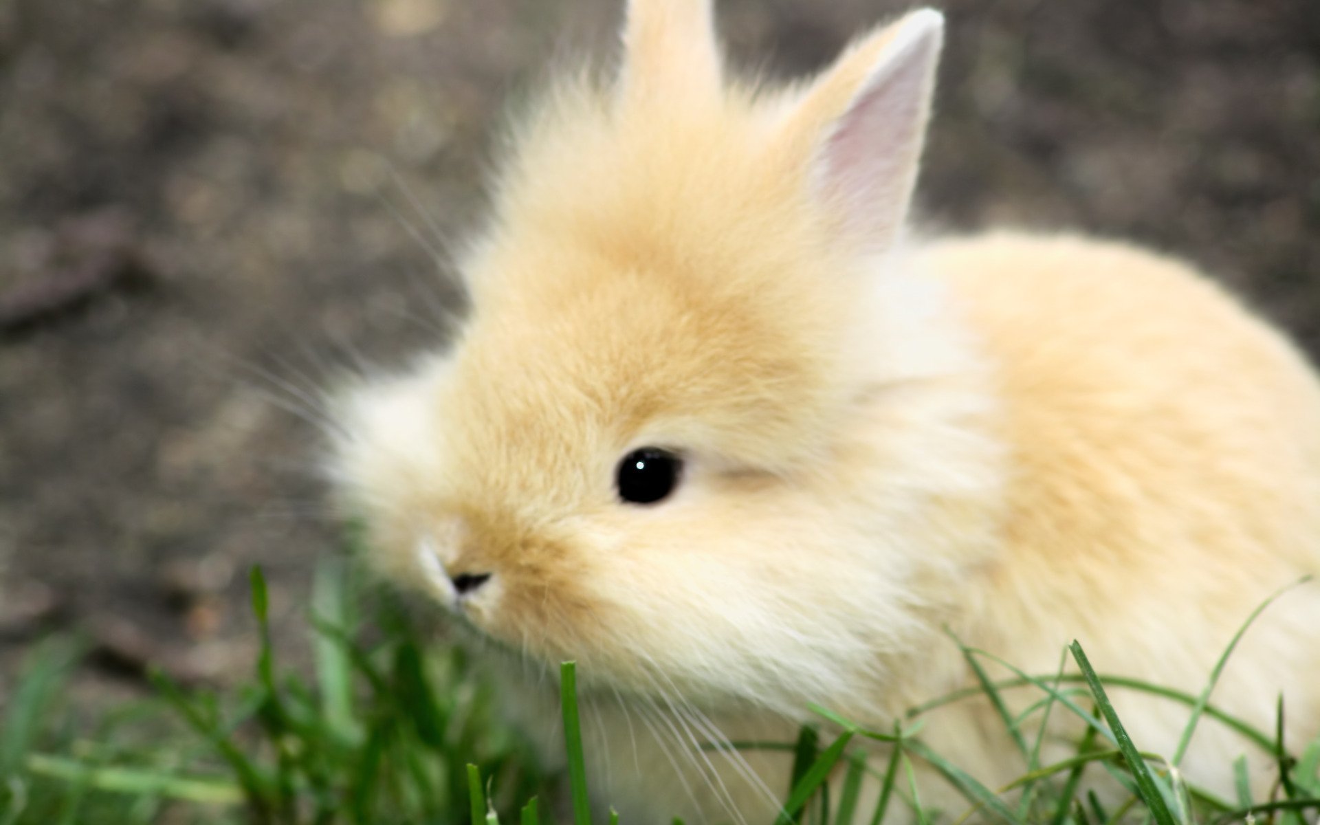 Самый красивый кролик