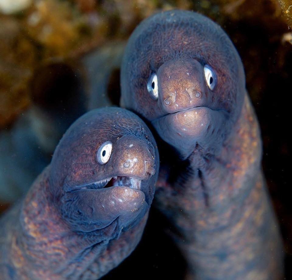 Белоглазая мурена