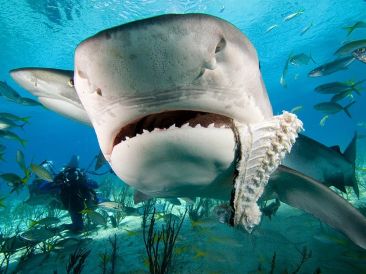 Хищные рыбы океана