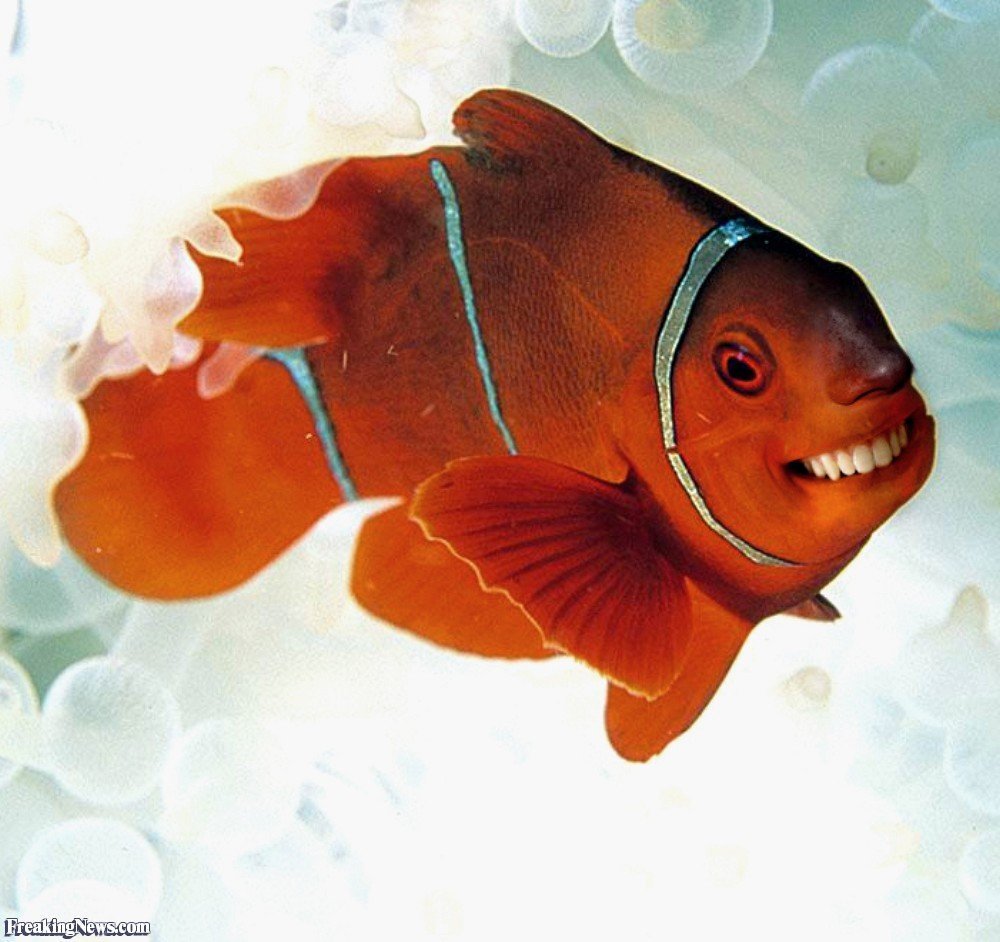 Прикольные рыбки