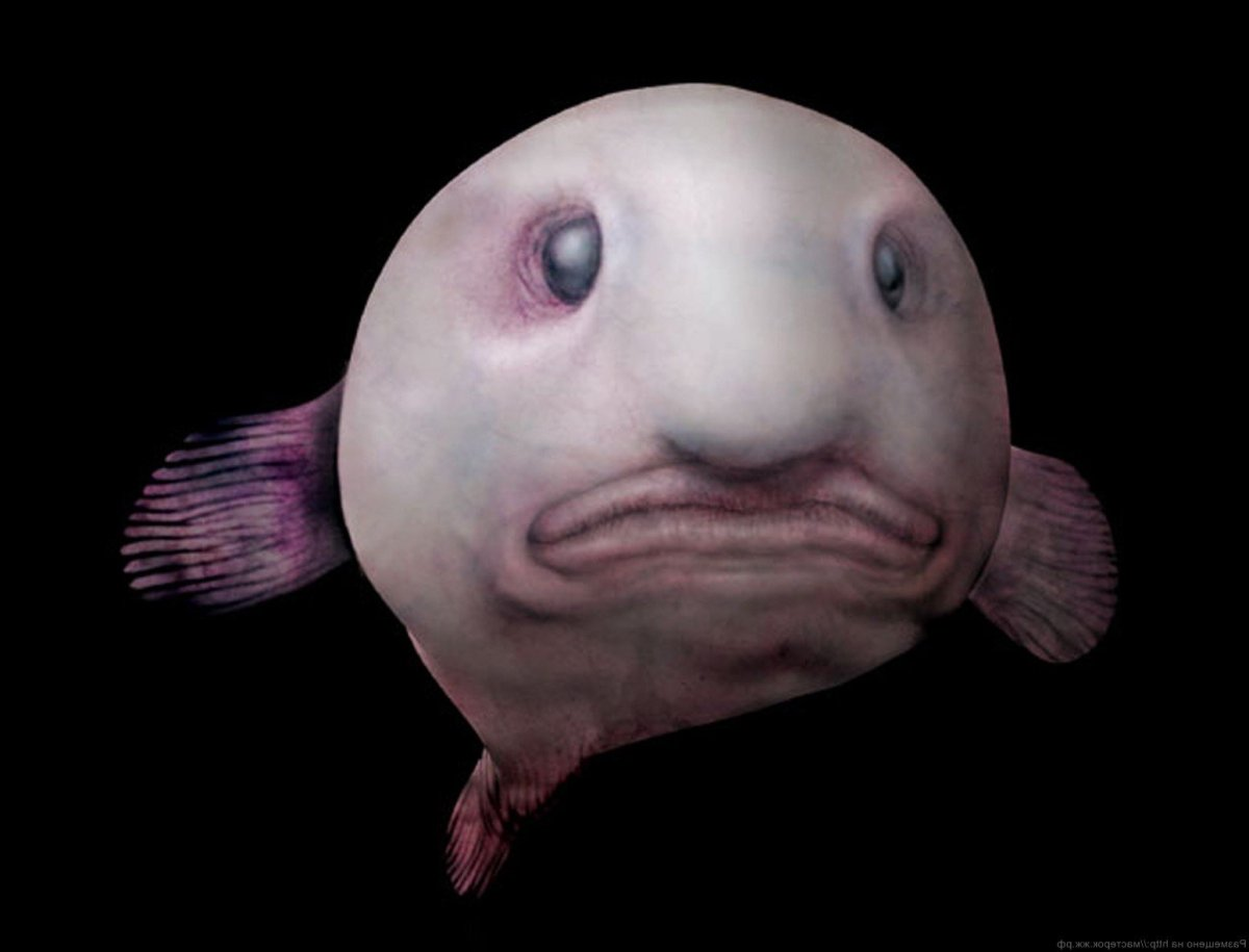 Рыба-капля (psychrolutes marcidus)