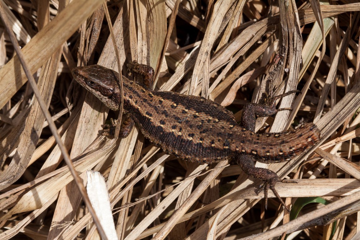 Lacerta vivipara