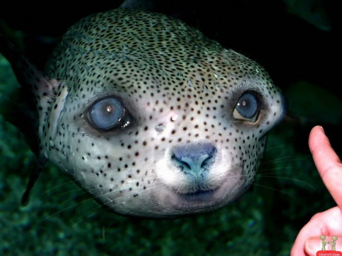 Необыкновенные существа