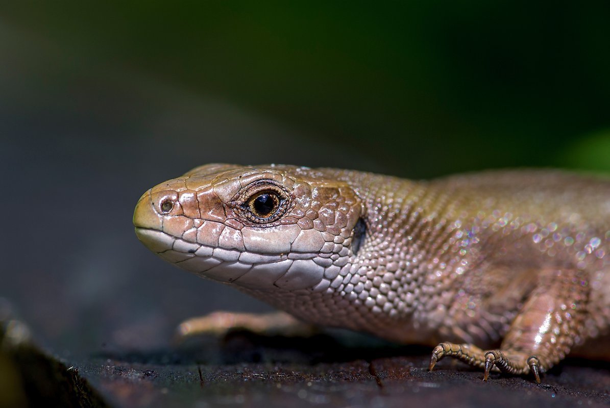 Ящерица живородящая (лат. Zootoca vivipara)