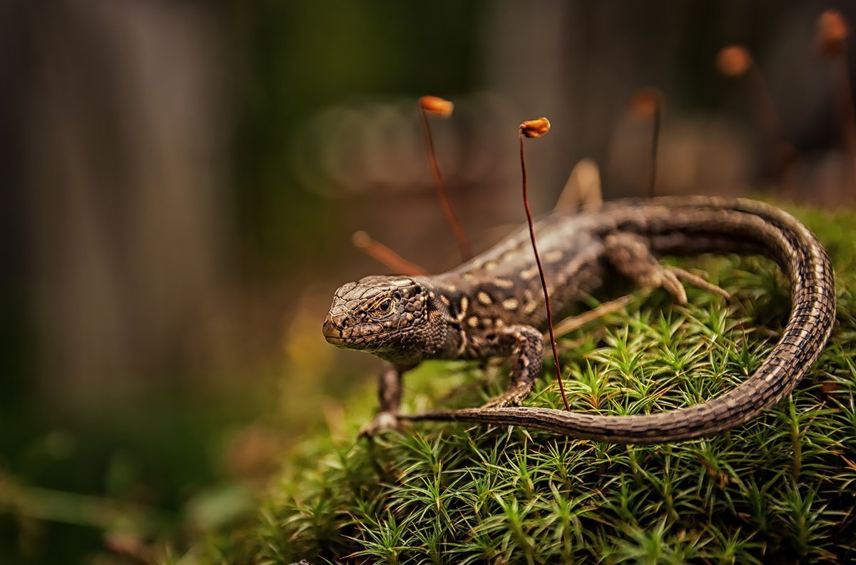 Ящерица обыкновенная
