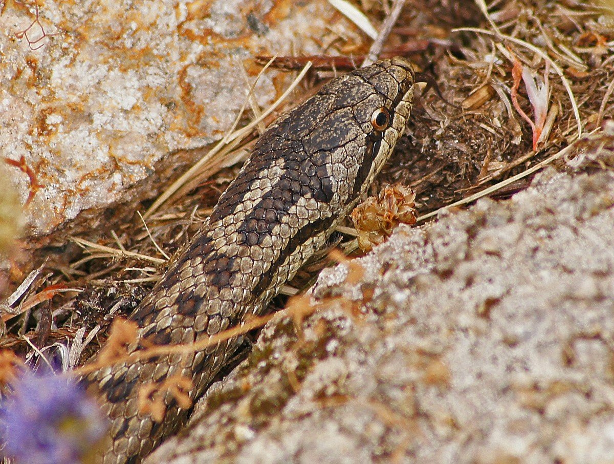 Прыткая ящерица Томской области-