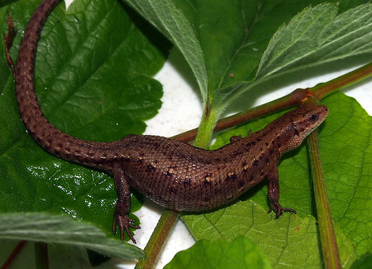 Змеи и ящерицы