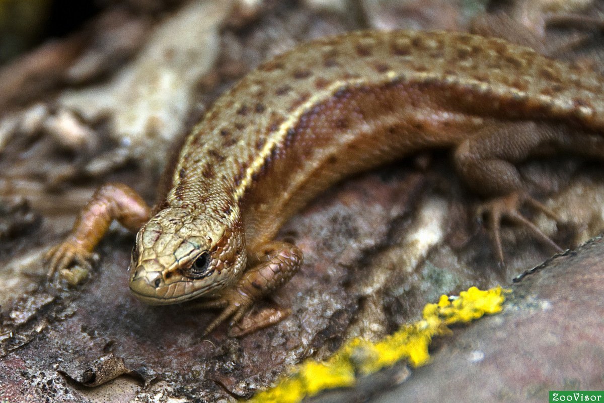 Ящерица прыткая Тритон