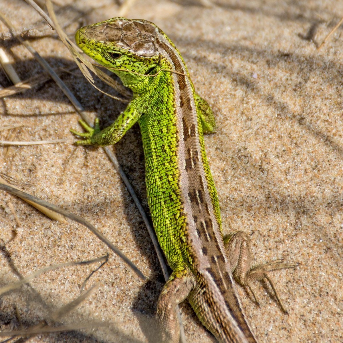 Ящерица прыткая (лат. Lacerta Agilis)