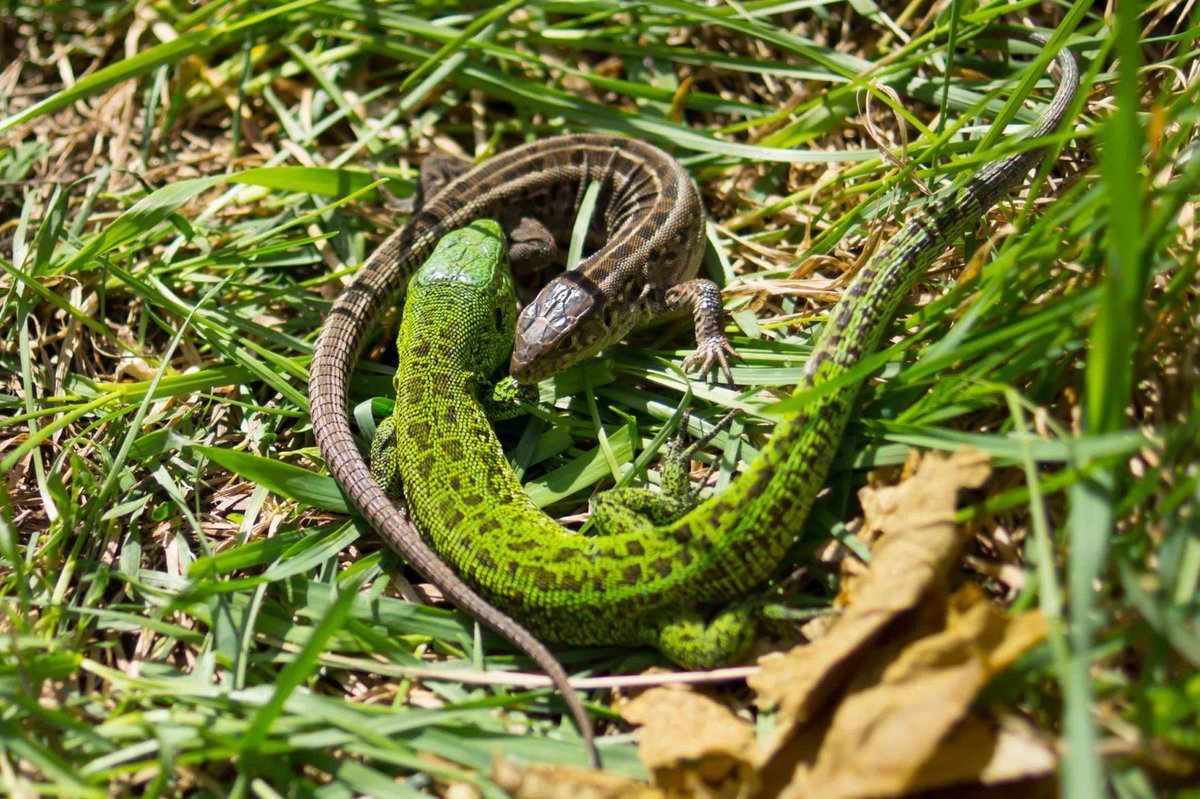 Ящерица живородящая (лат. Zootoca vivipara)
