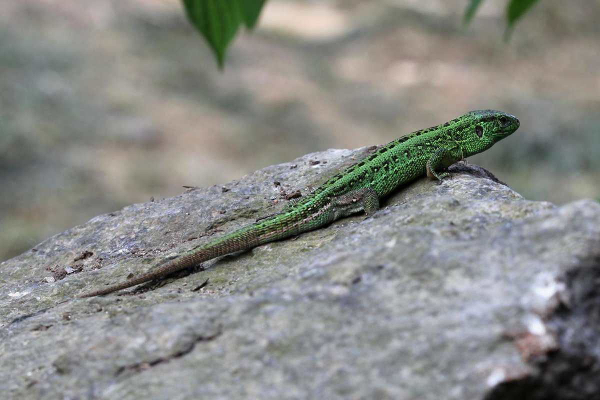Сибирская зеленая ящерица