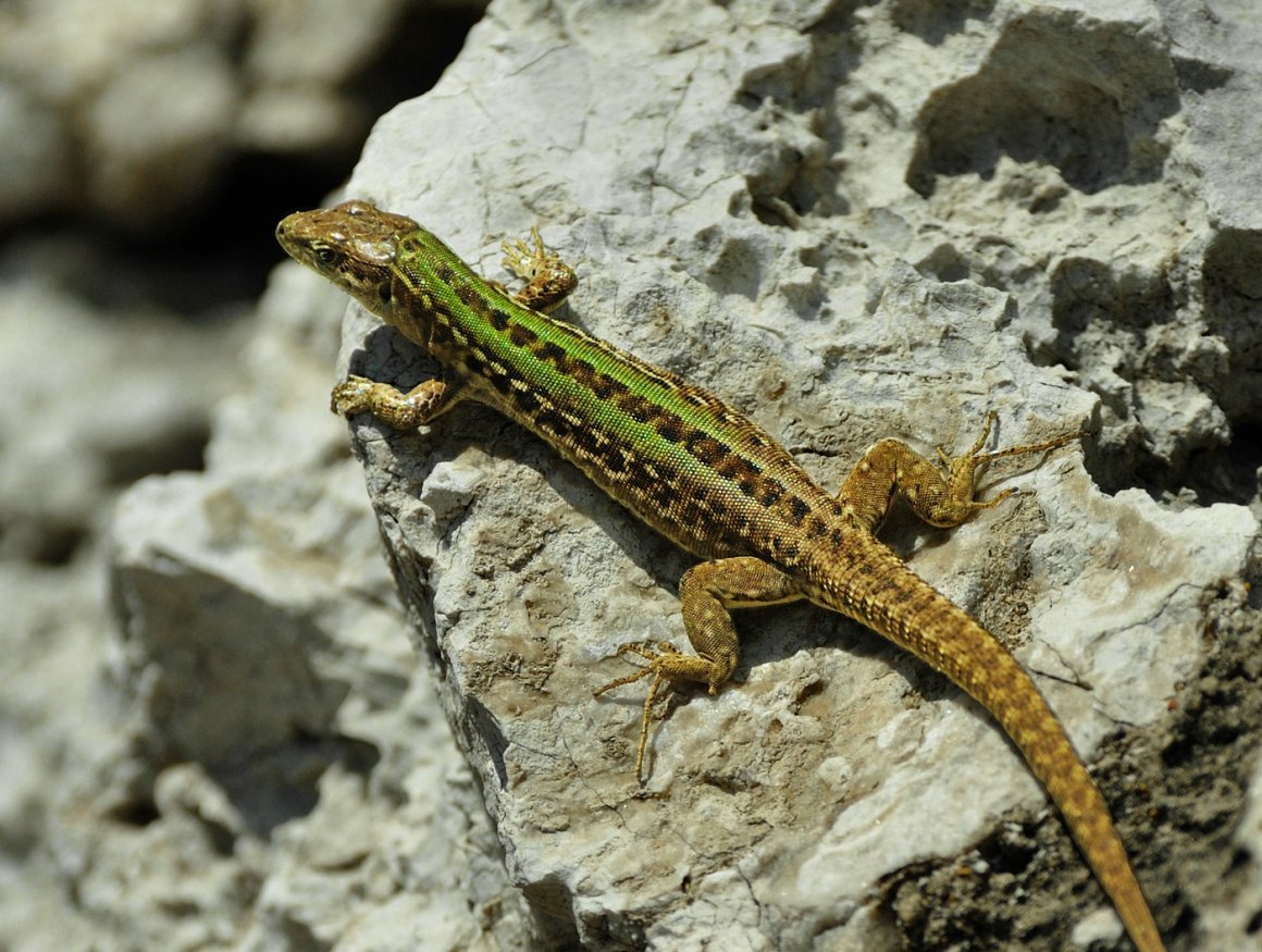 Ящерица прыткая горнокрымская