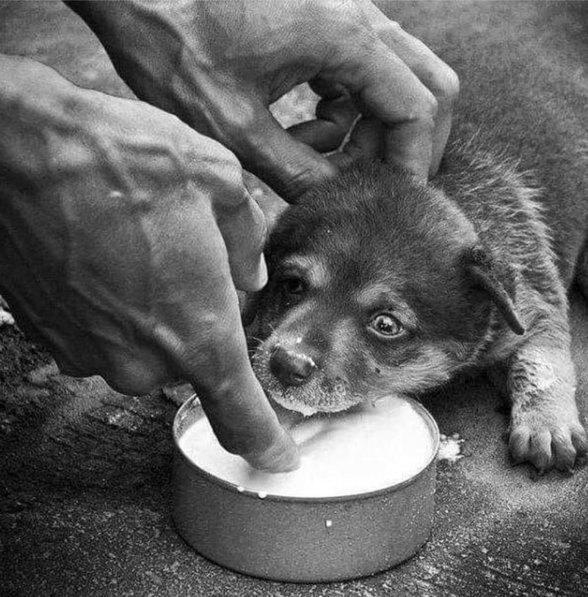 Милосердие к животным