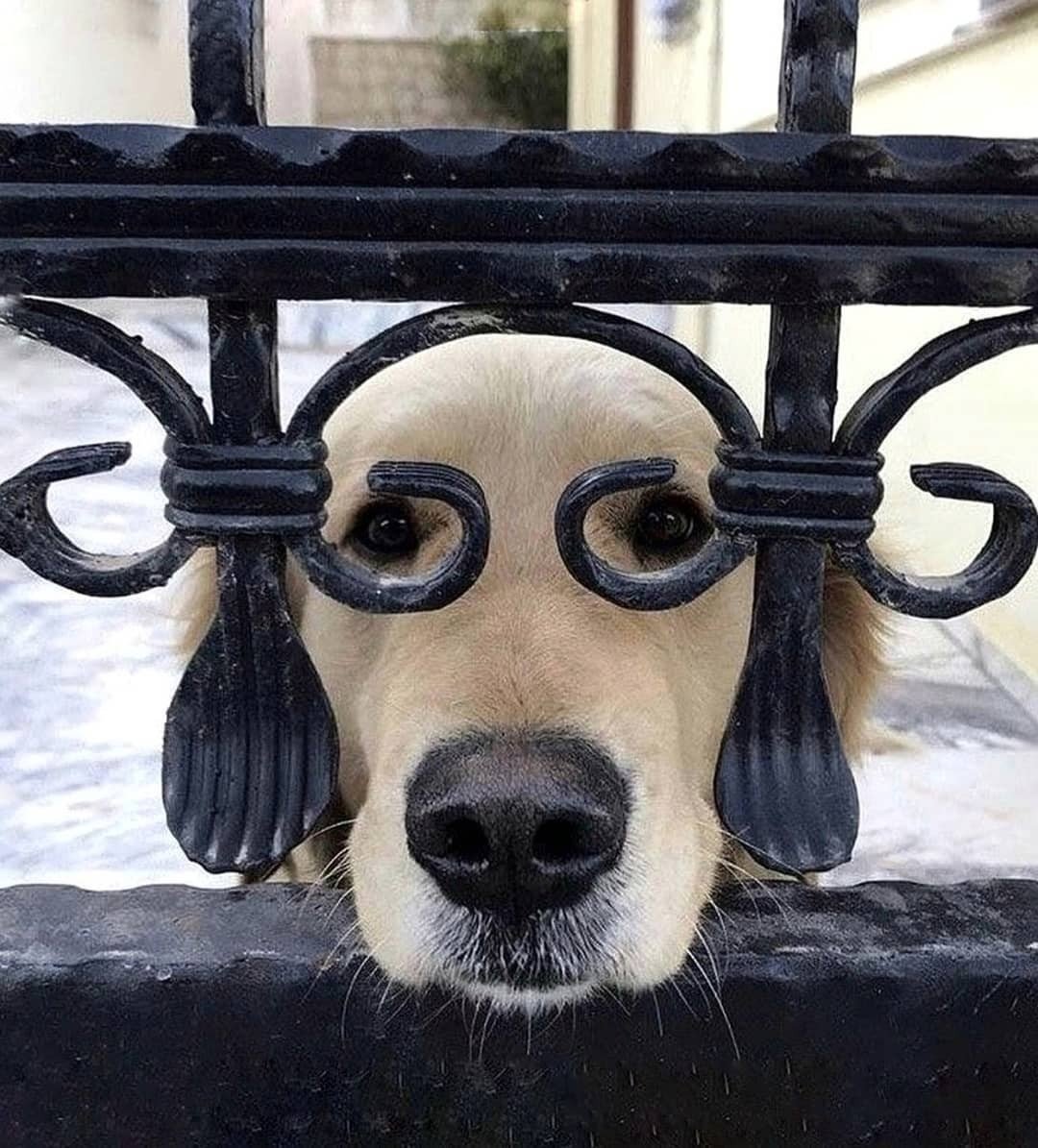 Собака хлеб