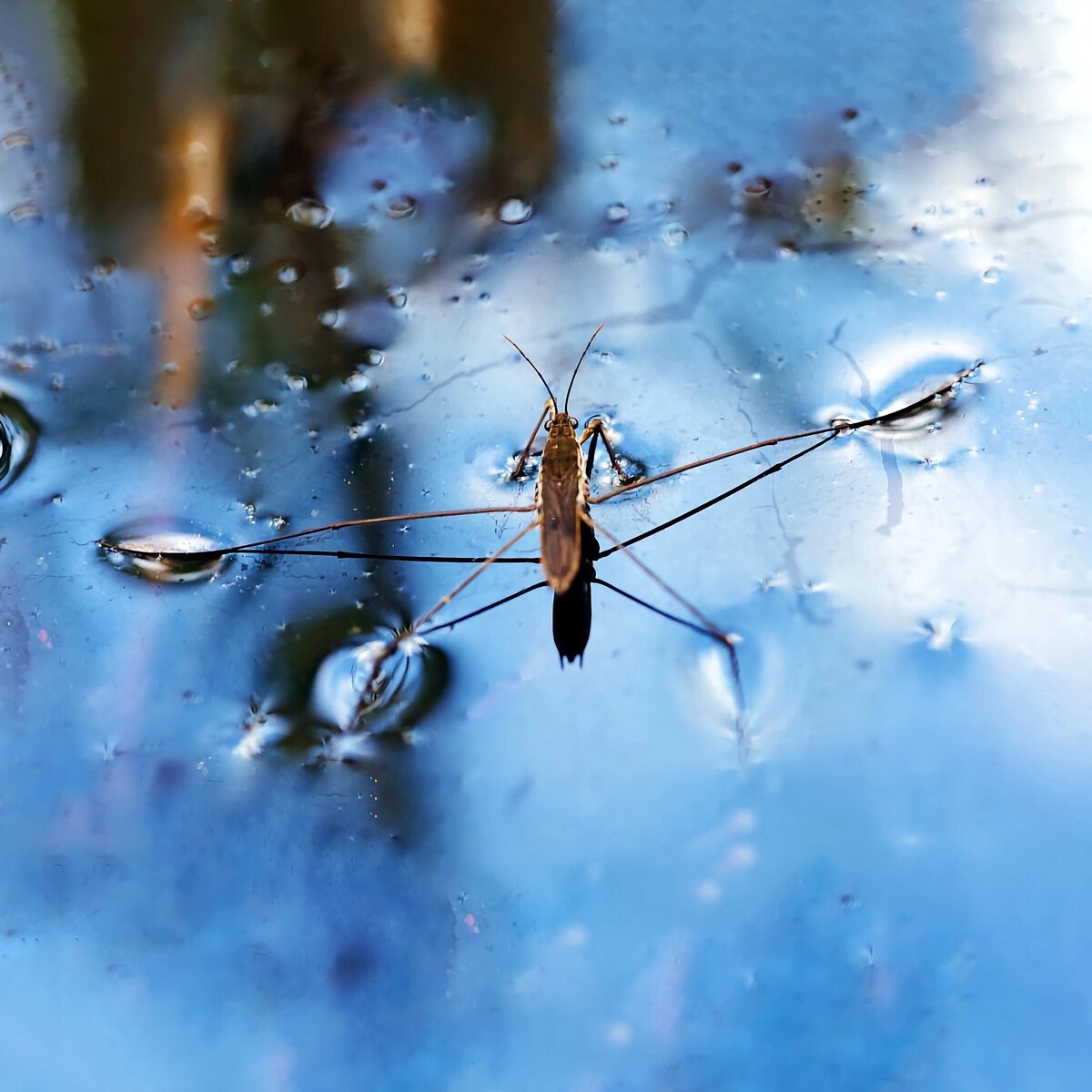 Паук Водомерка