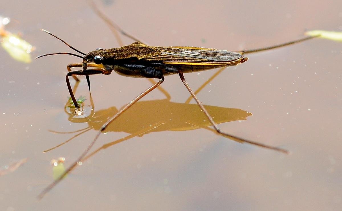 Водяной клоп — Водомерка