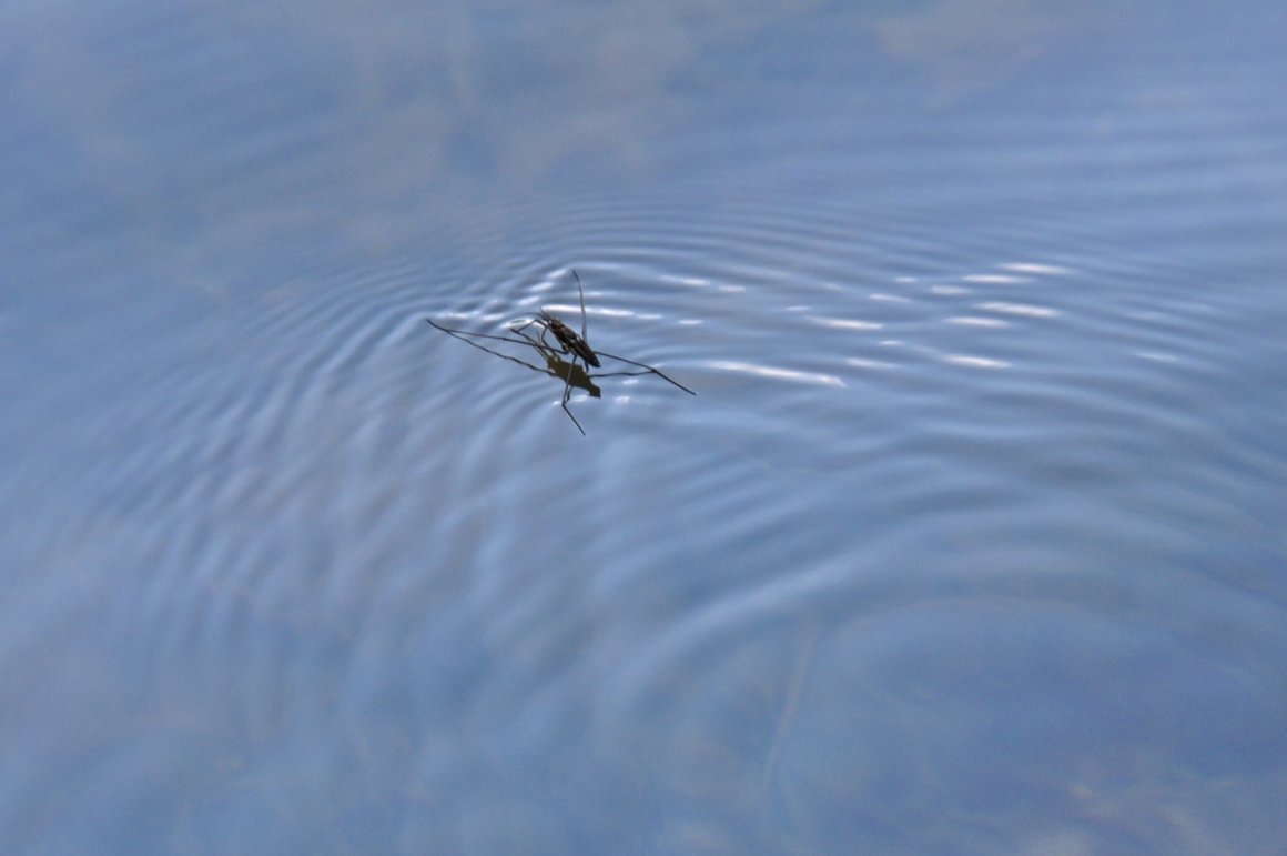 Паук Водомерка