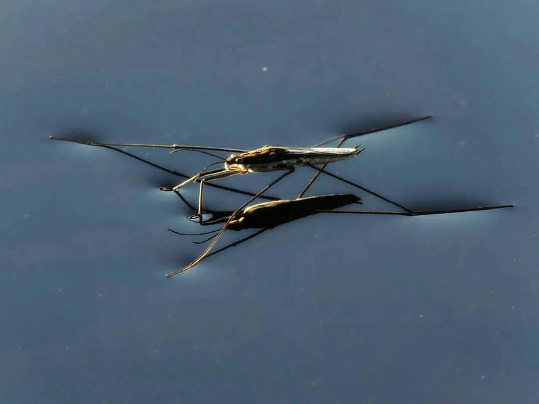 Игуана Василиск бежит по воде