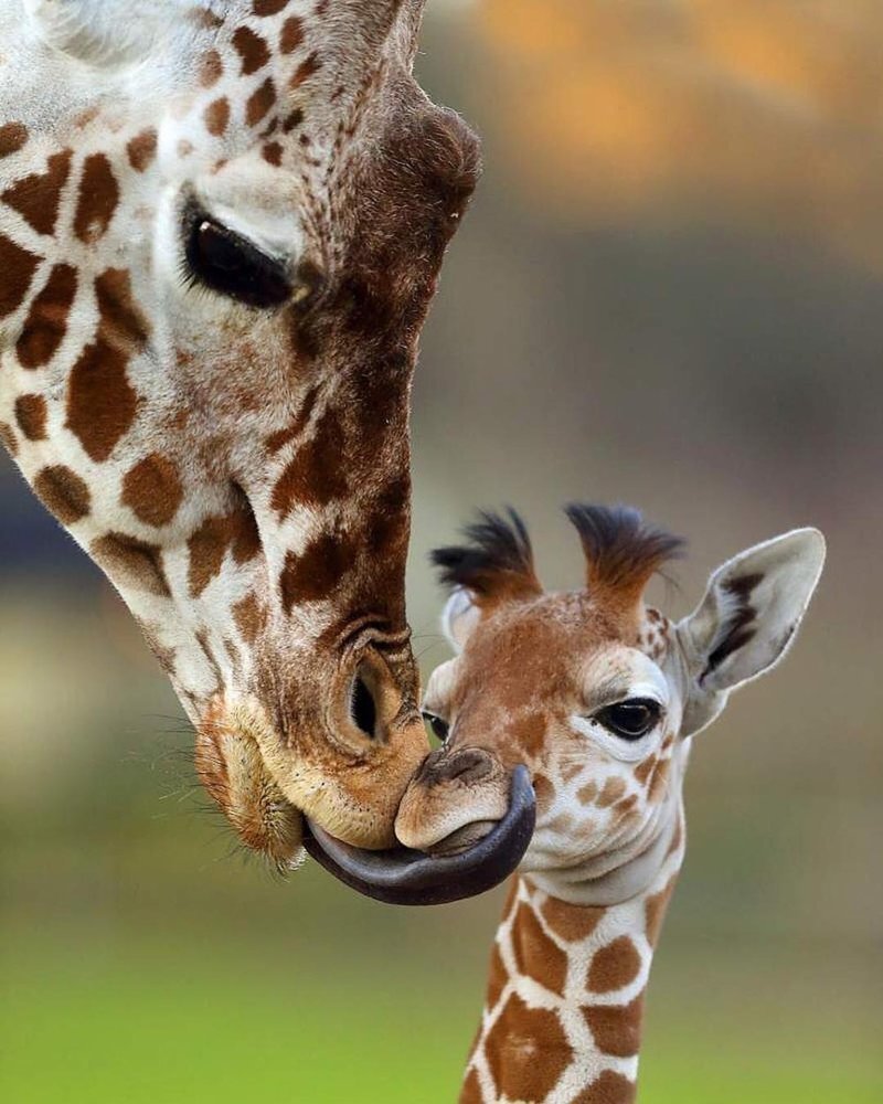 Жираф и Жирафенок