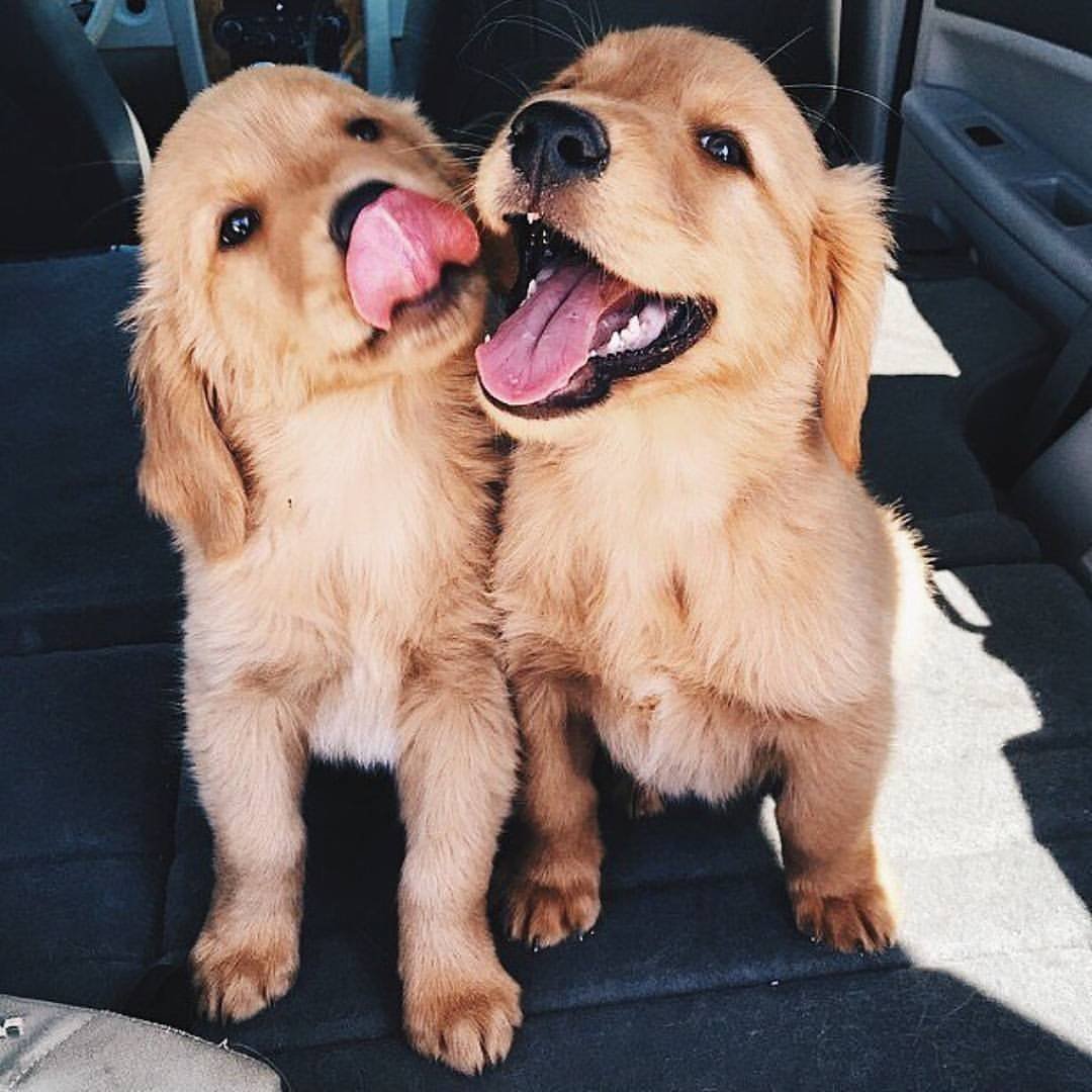 Собаки любовь