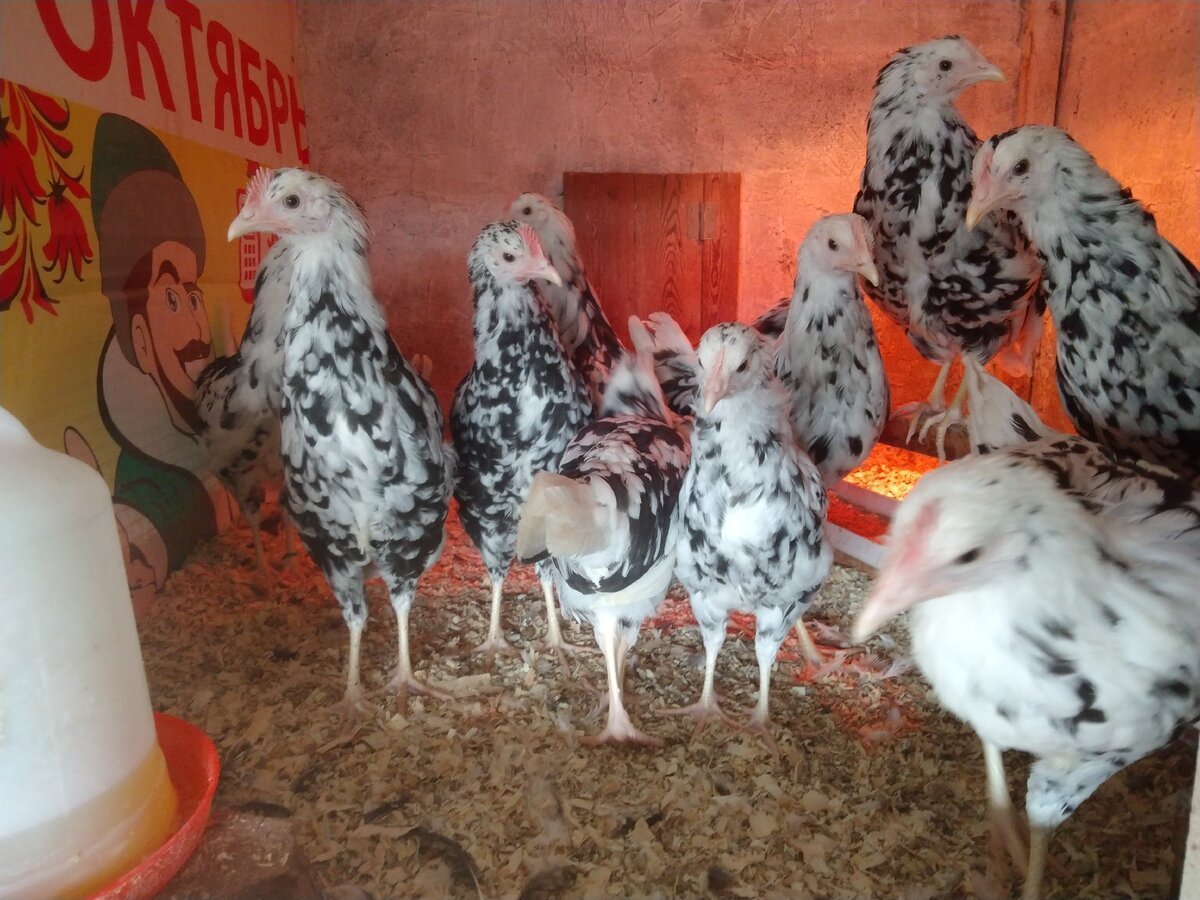 Куры Леггорн далматинец