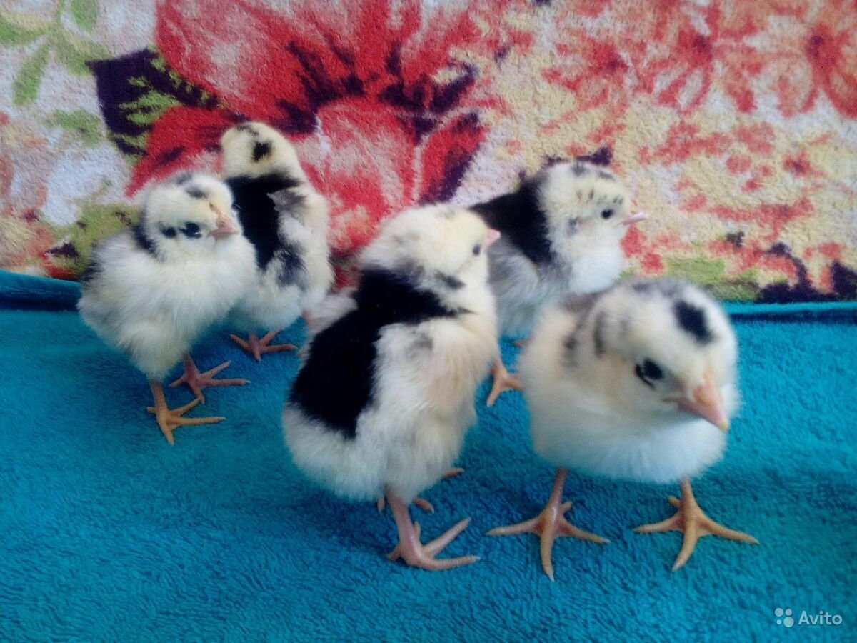 Леггорн мраморный куры