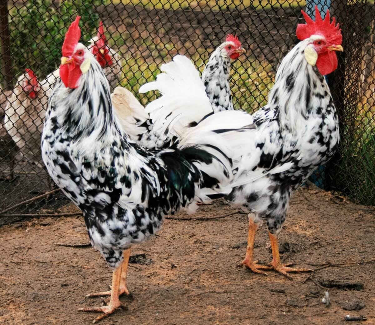 Леггорн далматинец