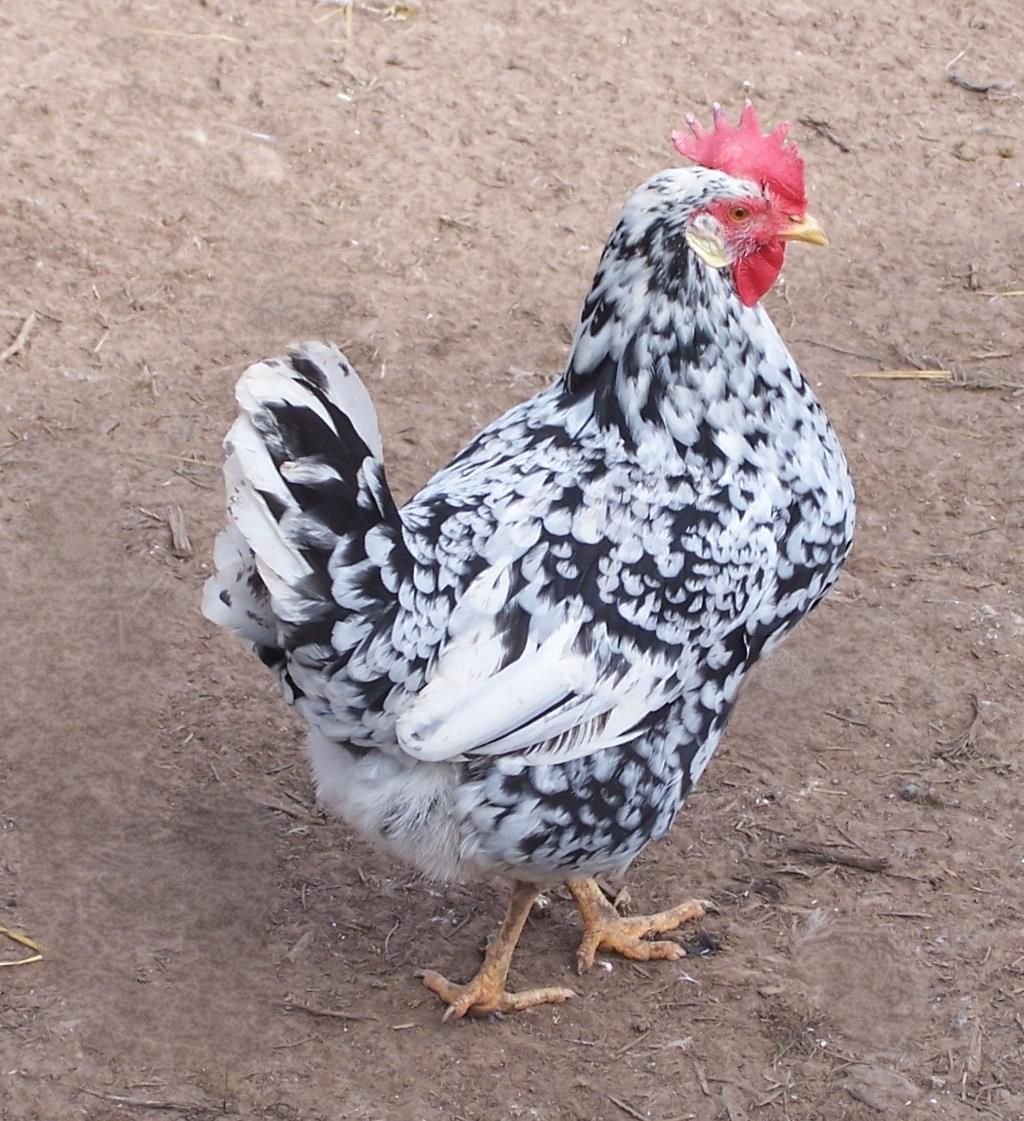 Леггорн далматинец