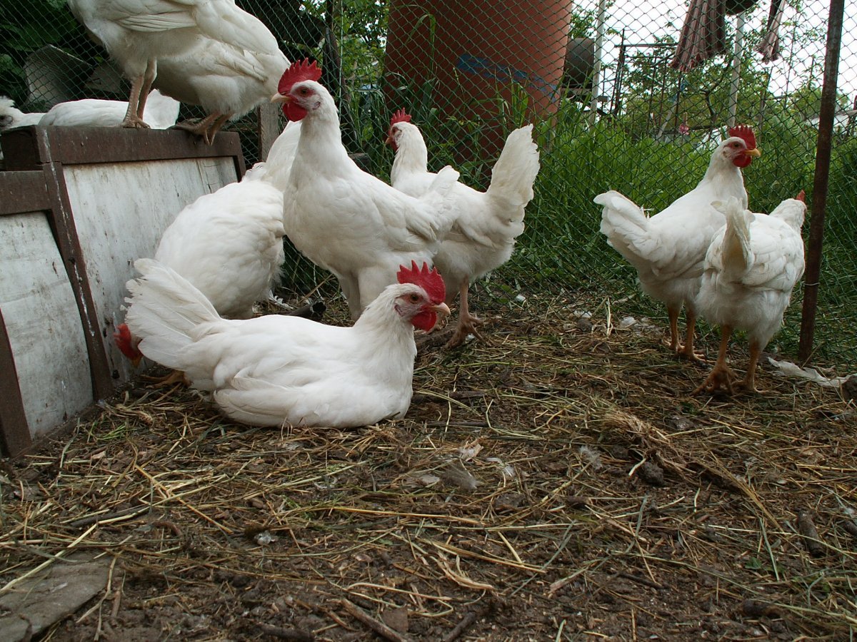 Куры несушки Леггорн в Крыму г Евпатория