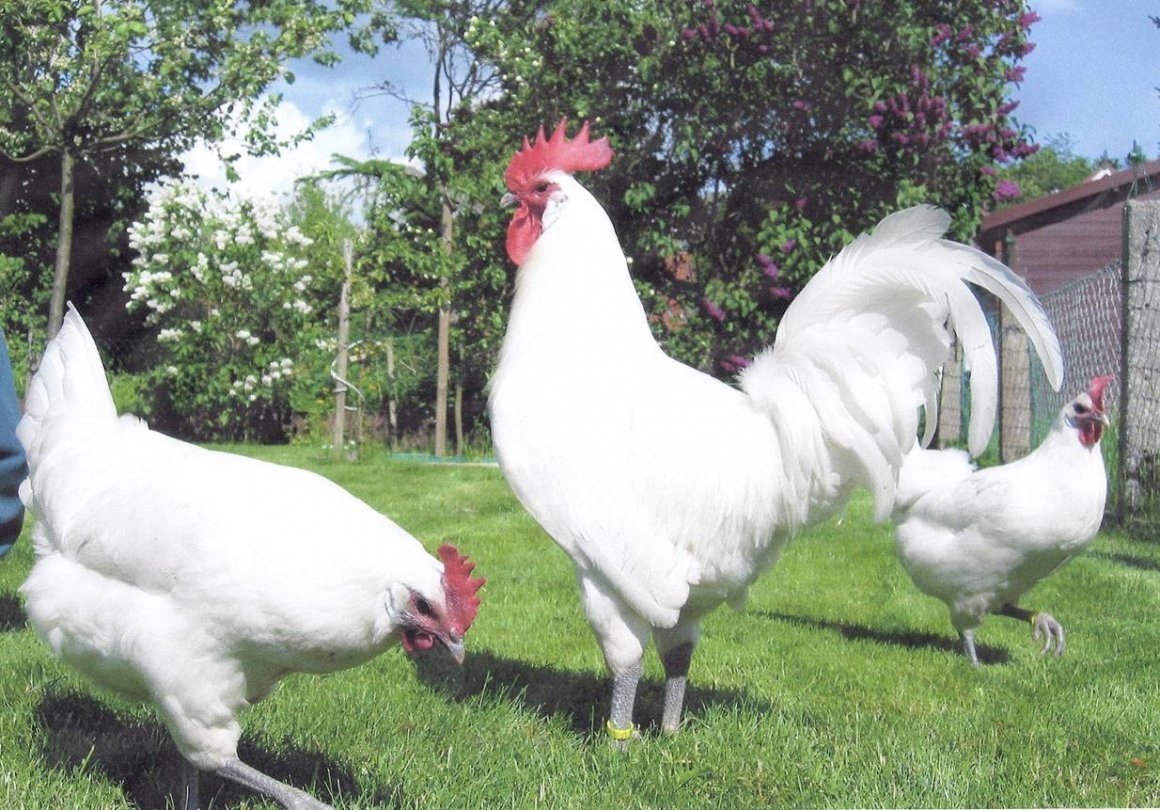Белый Леггорн