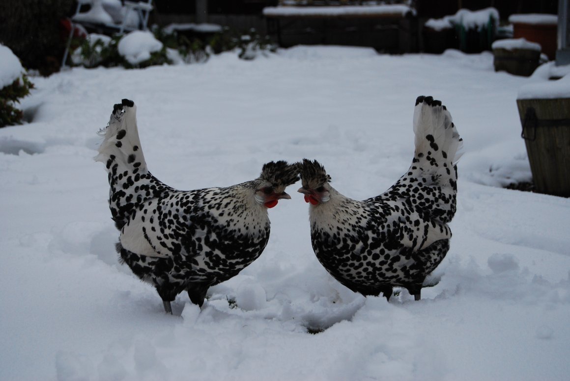 Черный Леггорн