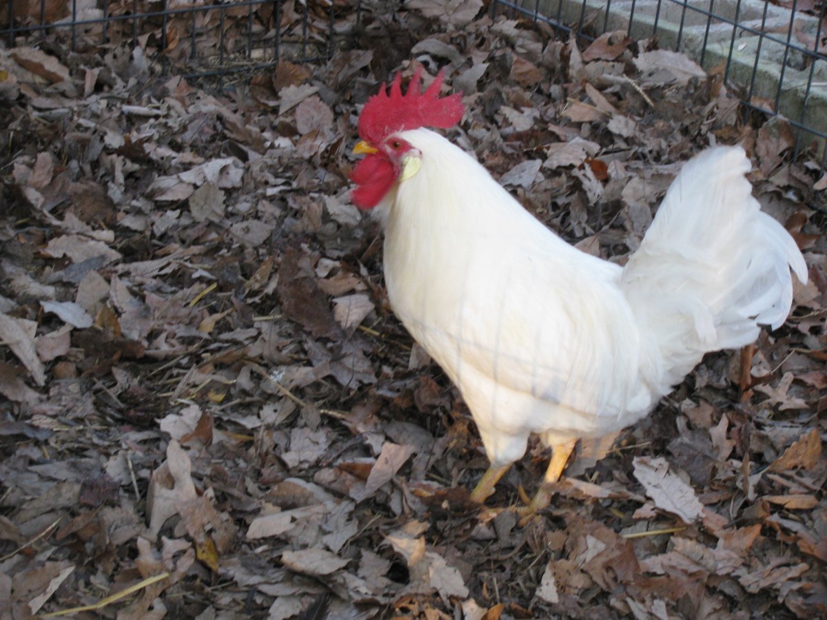 Леггорн белый стандарт