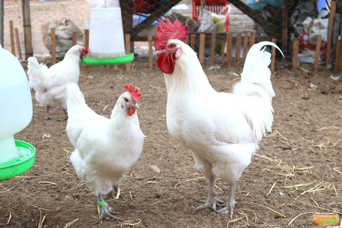 Белый Леггорн