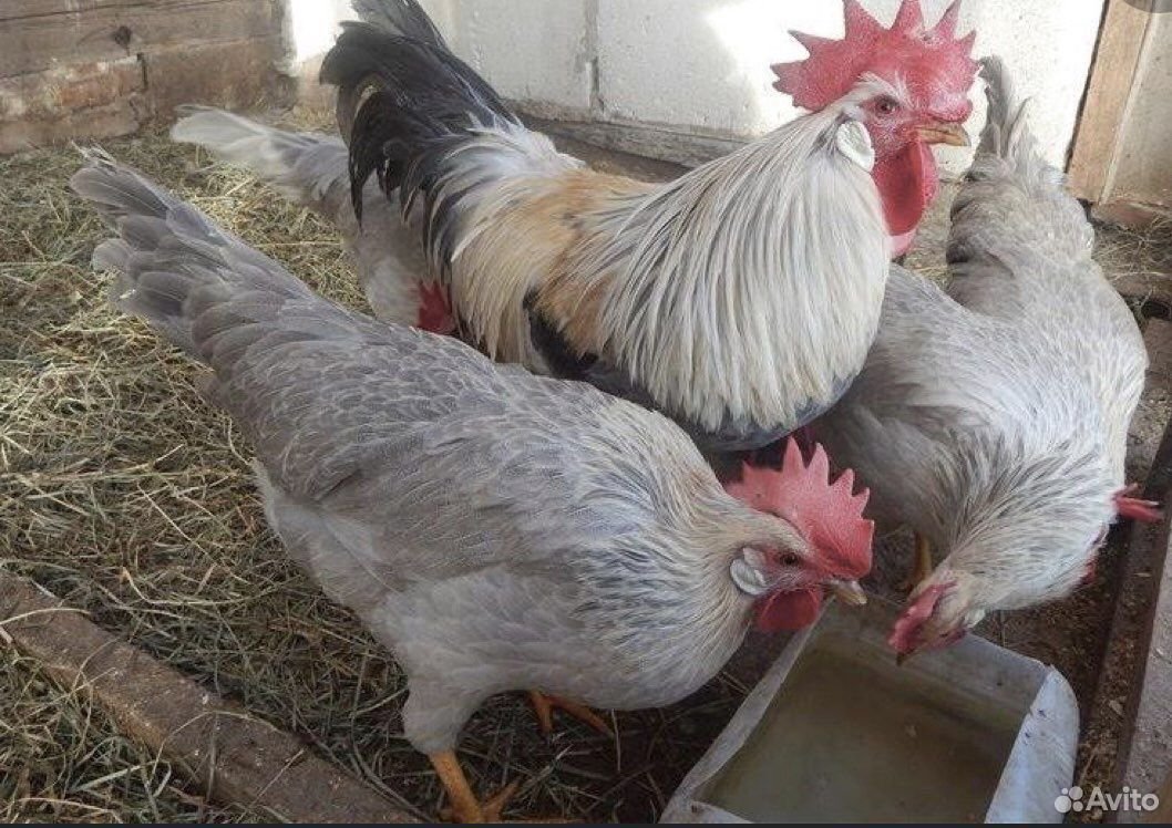 Курочка хохлатка