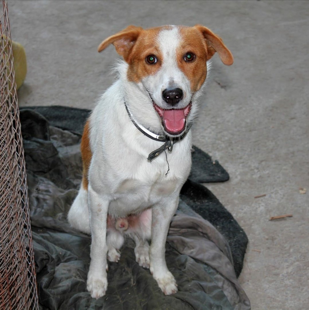 Метис Бигль и Джек Рассел