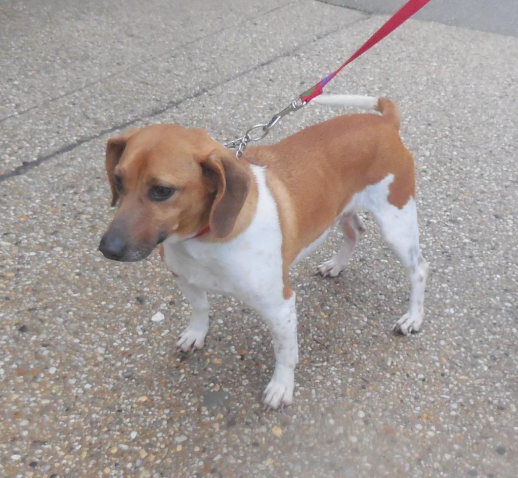 Метис таксы и Джек Рассел