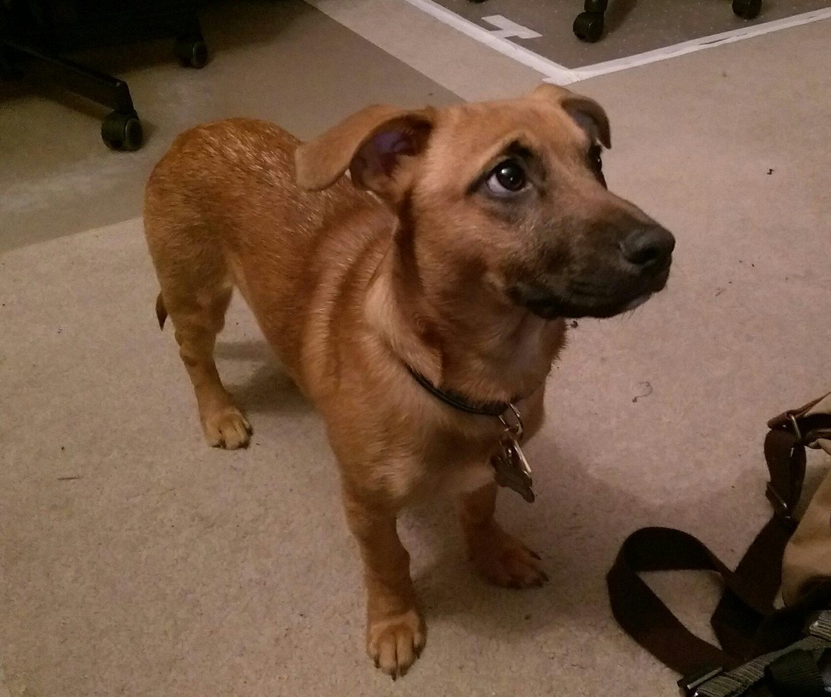 Помесь Джек Рассела и таксы