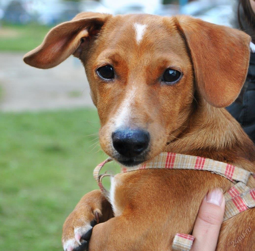 Метисы Джек Рассел терьера