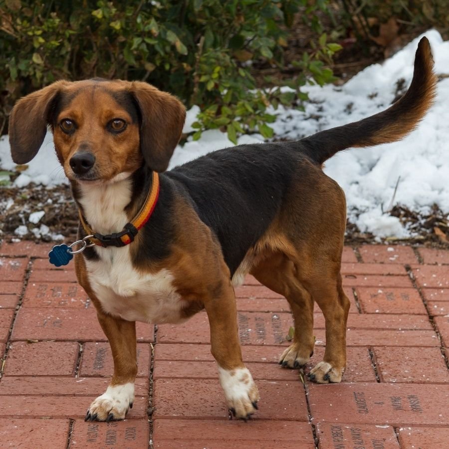 Собака такса Джек Рассел