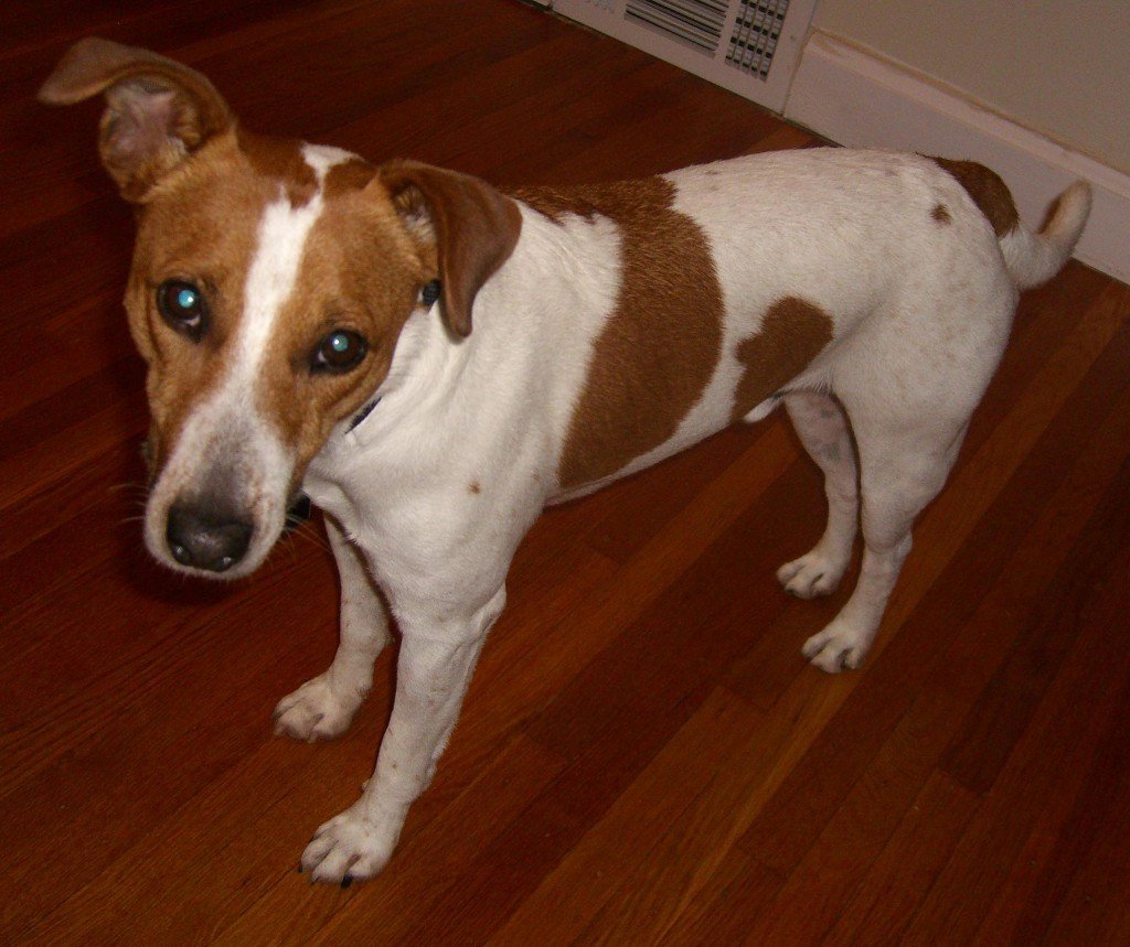 Помесь Джек Рассела и чихуахуа