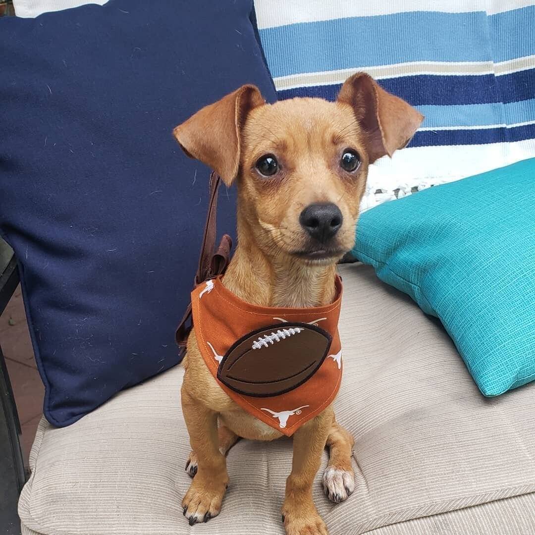 Метис Джек Рассела и Фокс ткрьера