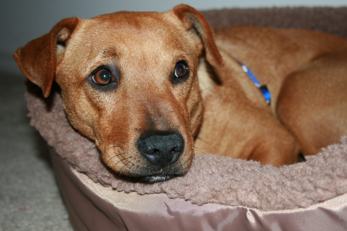 Такса чивини