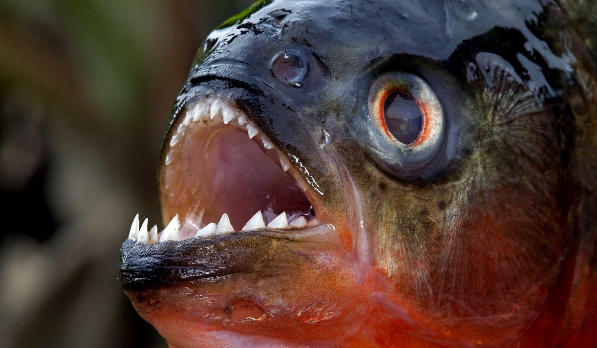 Кот с рыбой