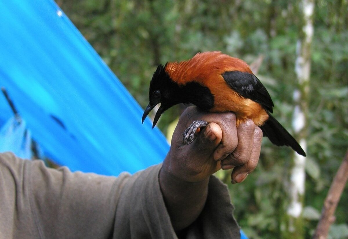 Пиранья Наттерера зубы