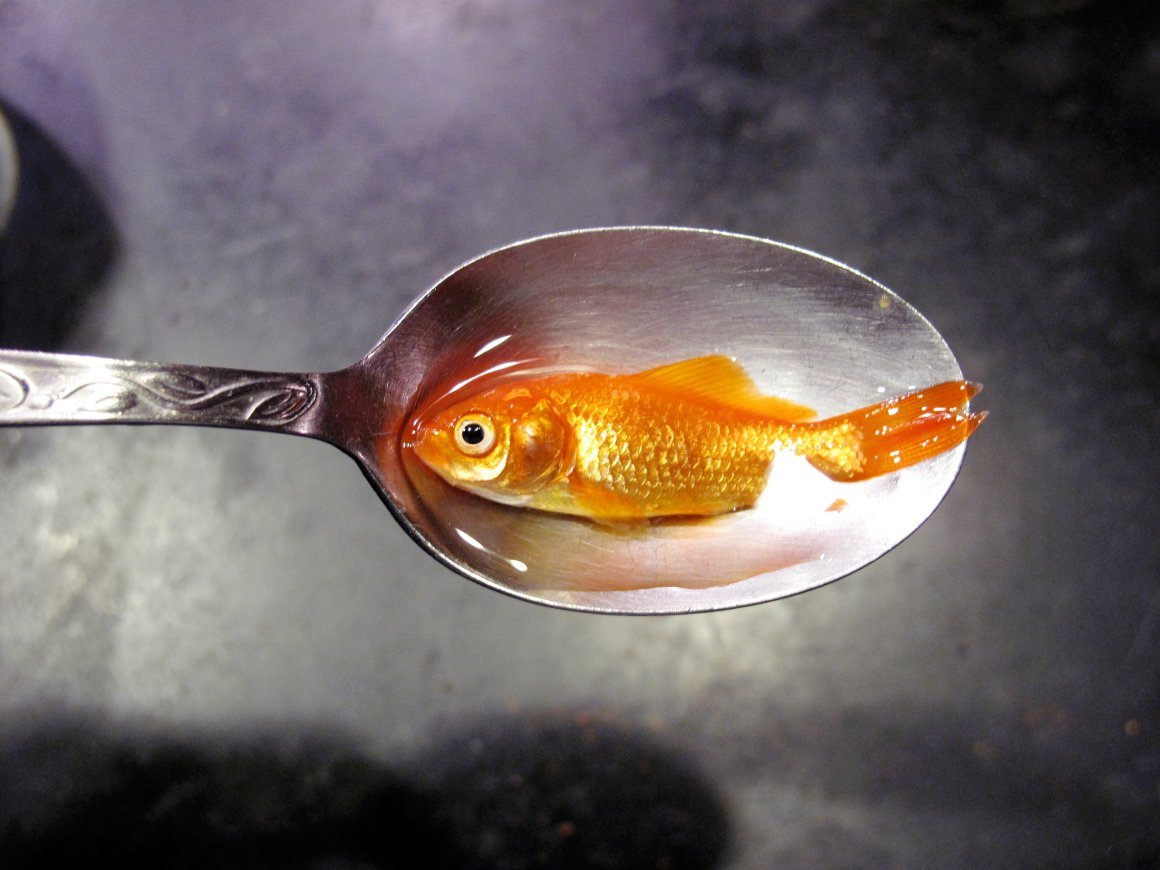 Скумбриевидный гидролик