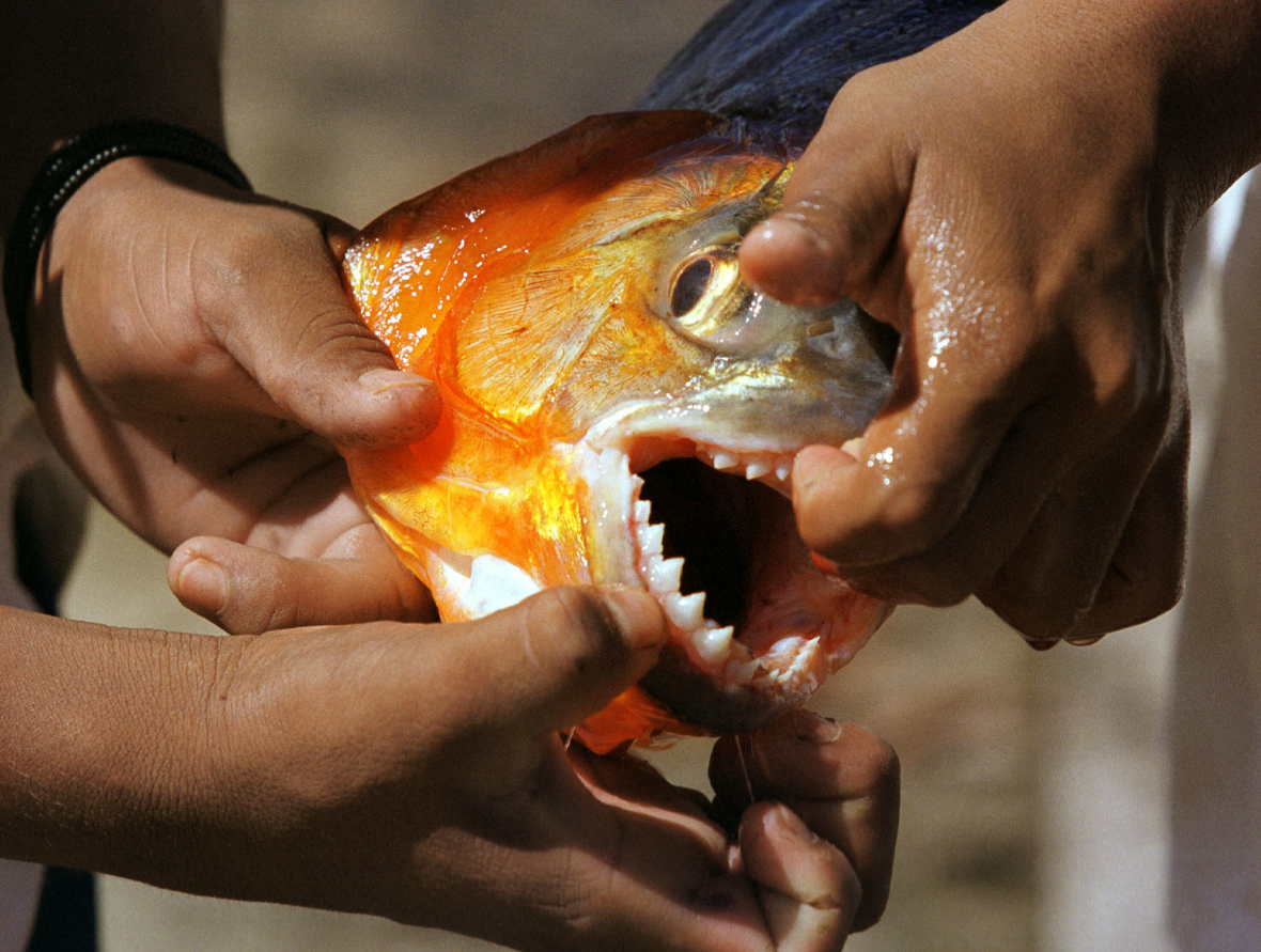 Морской СЛИЗЕНЬ Голожаберный моллюск