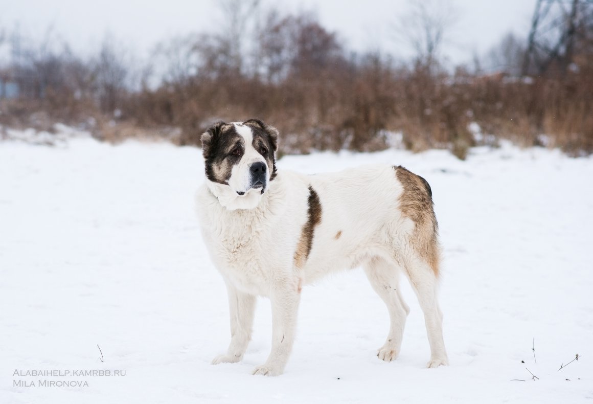 Метис алабая и лайки