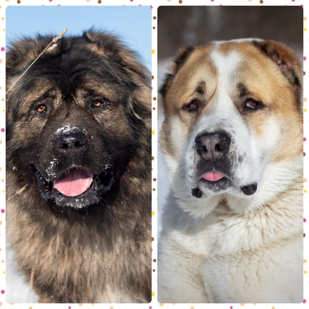 Алабай и Кавказская овчарка