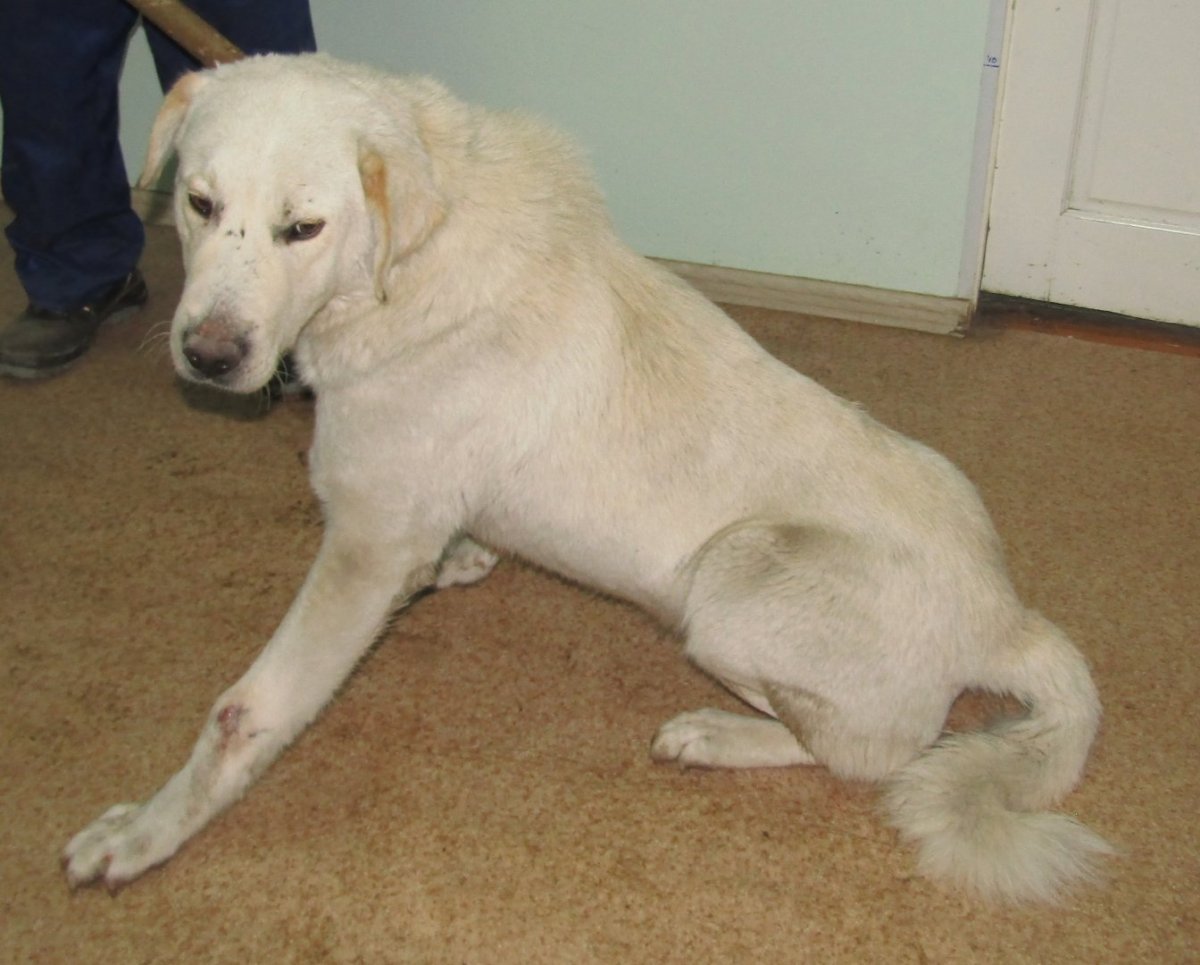 Алабай лайка метис